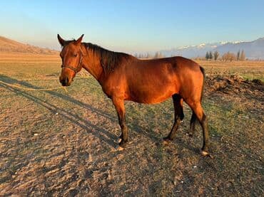 машинка для животных: Сатам | Бээ (ургаачы) | Жумушка | Асыл тукумдуу — 2