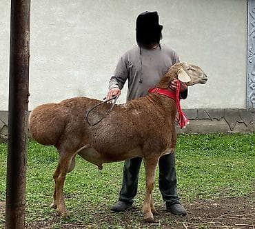 Продам с/х животных: Продаю | Баран (самец) | Арашан | Для разведения | Племенные — 2