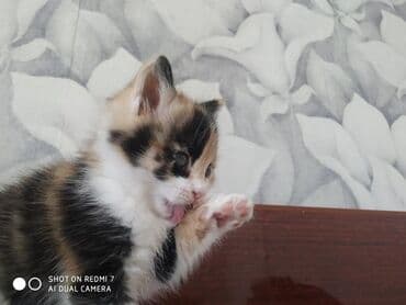 именные ошейники для кошек на заказ: Отдам в хорошие руки .Много играет,мало кушает. Ещё есть рыжий цвет,и — 6