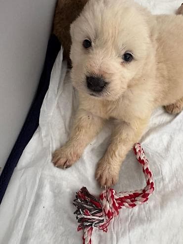 собаки карабалта: Алабай, 1 айлык, Эркек — 7