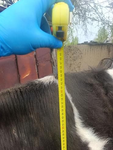 американский питбуль: Продаю | Корова (самка) | Полукровка | На откорм | Привязанные — 3