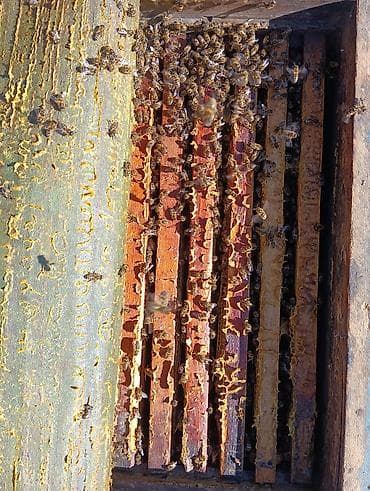 Аквариумдар: Пчелиная семья в деревянном улье (рамочный улей) - Порода: медоносные — 1