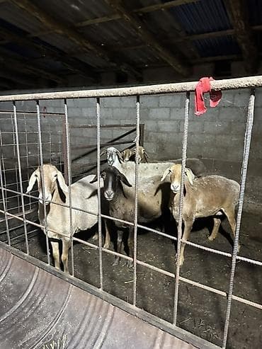 Животные: Продаю | Овца (самка) | Для разведения — 4