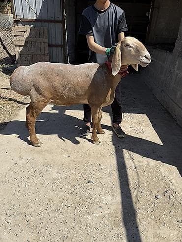 ковчег приют для животных бишкек: Продаю | Баран (самец) | Арашан | Для разведения | Племенные — 2