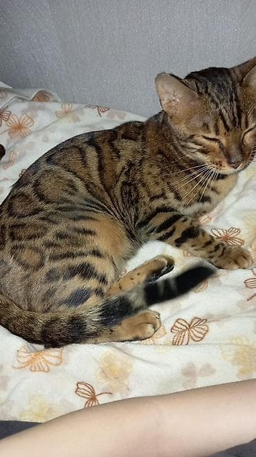 бенгальского: Предлагается к продаже бенгальская девочка с красивым контрастным — 2