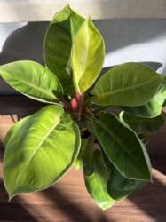 диффенбахия купить: Продаю в ассортименте цветы из личной коллекции. Все взрослые, мощная — 14