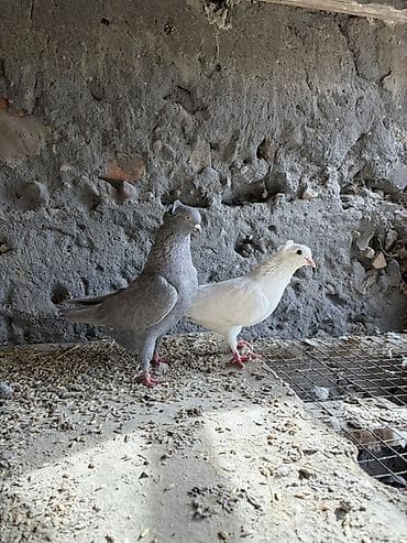 коты бишкек: На продажу голуби разные породы 
Звоните или пишите на вотсап — 1