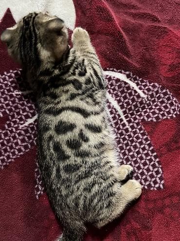 кошка бишкек: Котята бенгальские вислоухие. 2 девочки и 1 мальчик. папа бенгал, мама — 2