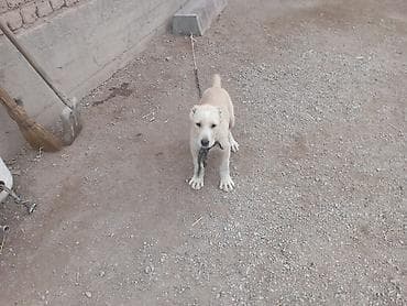 балык кумара: Щенок, светло‑палевого окраса, на цепи. Крепкое телосложение, мощные — 1