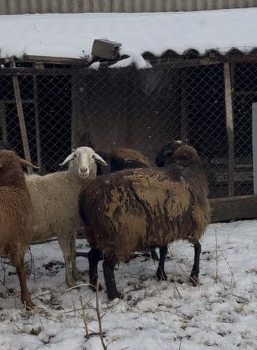 яйцо бройлер: Продаю | Овца (самка) | Гиссарская, Арашан | Для разведения | Матка — 6