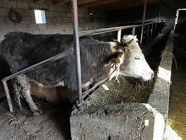 стригальная машинка для стрижки овец: Продаю | Тёлка | На откорм, На забой, Для разведения | Привязанные — 1