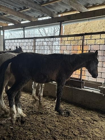 Грызуны: Продаю | Жеребенок | Полукровка | Для разведения — 4