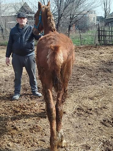 гуся: Продаю | Жеребенок | Конный спорт — 5