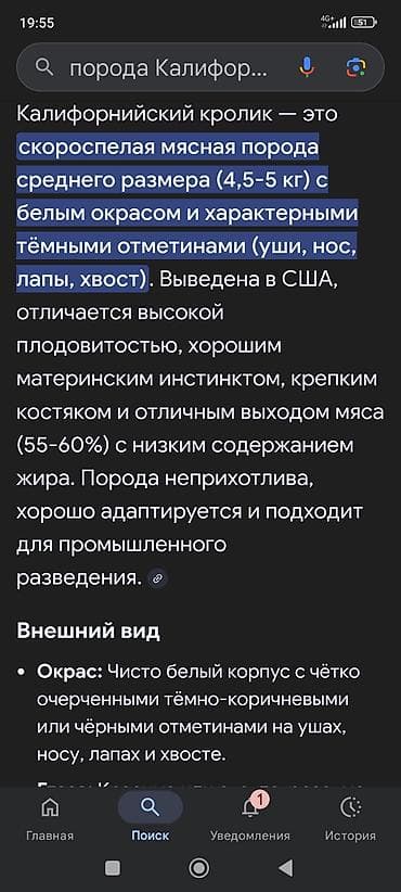 куплю крольчат: Продаю | Крольчата | Для разведения | Племенные — 4