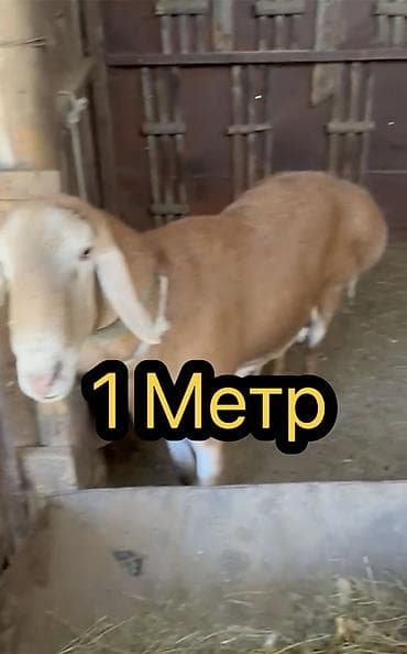 Продаю | Баран (самец) | Арашан | Для разведения | Племенные, Осеменитель