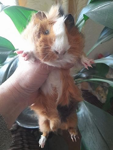 день сяпина: Морские свинки, мальчики и девочки, возраст 2,5 месяца — 2