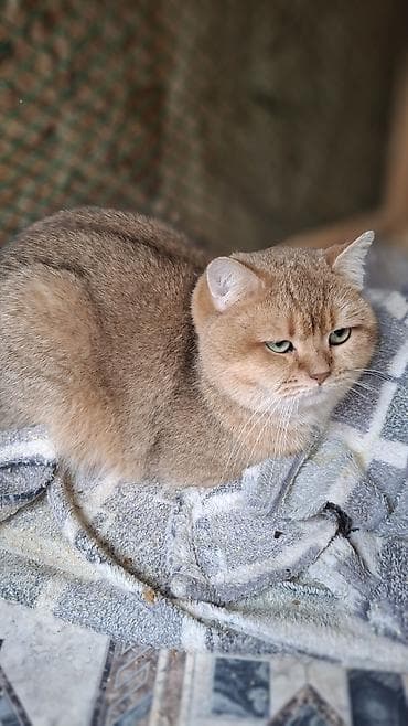 Ветеринар кызматы: Предлагается Кот для вязки Кот молодой но уже опытный. Окрас эолотая — 3