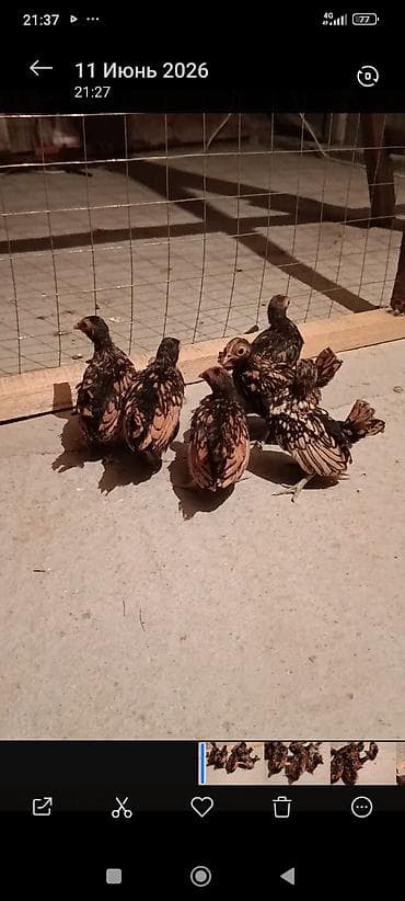 египетская кошка сфинкс: Продаю | Куры | Для разведения — 4