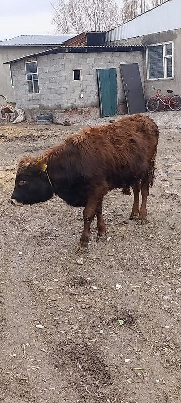 каровы и быки: Продаю | Бык (самец) | На откорм | Привязанные — 4