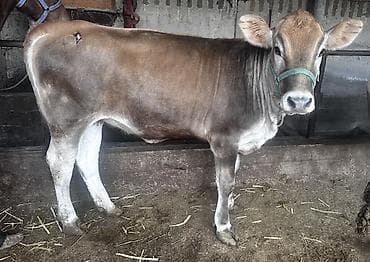 ветеринар каракол: Сатам | Кунаажын | Көбөйтүү үчүн, Сүт алуу үчүн — 3