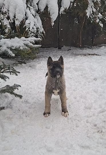 где можно купить кошку в бишкеке: 1 месяц, Самка, С родословной — 10