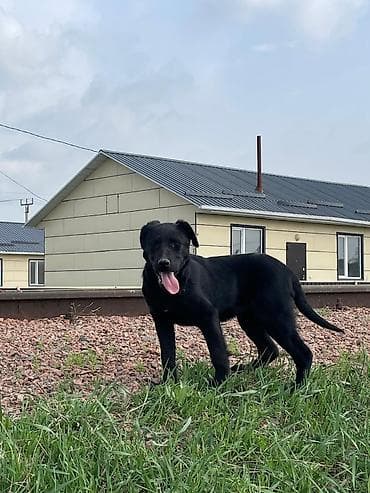 Дворняжка, 4 месяца, Самка, С родословной