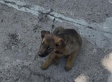 сөөл жан: Щенок, девочка, отдадим даром с доставкой, предположительно метис — 2