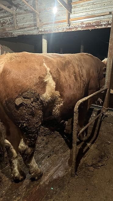 корым: Продаю | Бык (самец) — 6