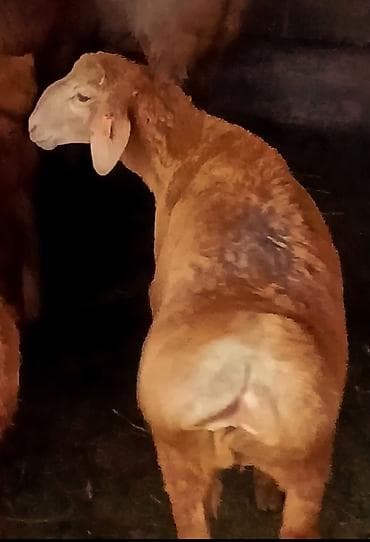 као мани: Продаю | Ягненок | Арашан | На забой — 7