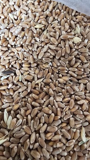 рахат про: Продаю продуктовый пшеницу на муку местная находится в селе Садовое в — 2