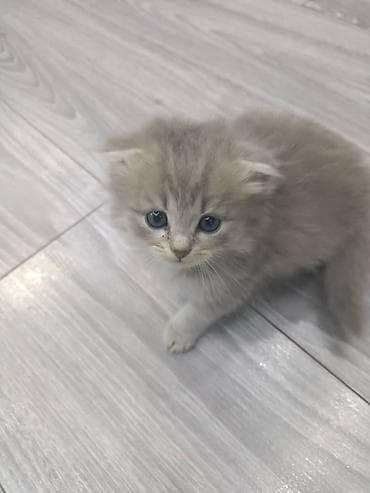 голубая вислоухая кошка: Пушистые котята, домашнего выращивания. - Возраст на фото: примерно — 1