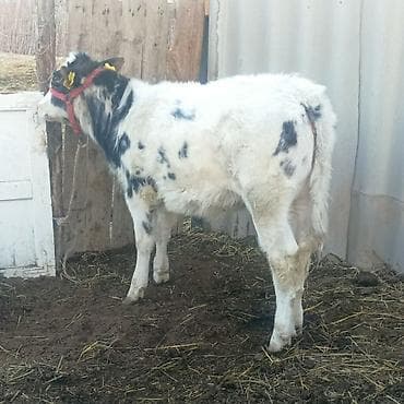 Үй жаныбарлары үчүн товарлар: Сатам | Музоо | Бельгия | Бордоп семиртүү үчүн — 5