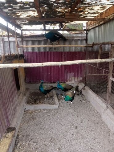 Иттер: Продаю взрослых павлинов — 5