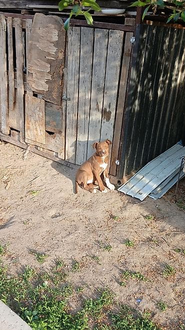 Продажа собак: Питбуль, 2 месяца, Самка — 8