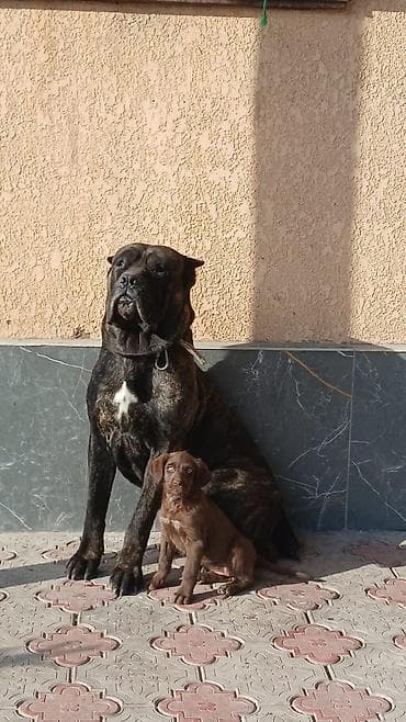 товары для собак: Курцхаар, 3 месяца, Самка — 4