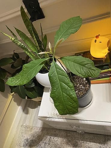 монстера цена: Авокадо 🥑 - Плодоносит. - Полив: раз в 7–9 дней. - Листья здоровые — 6