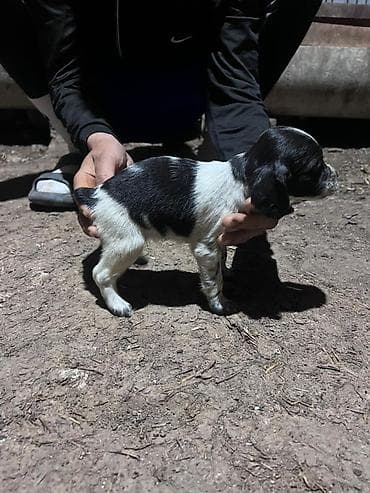 питбуль щенок черный: Щенки английского кокер-спаниеля, черно-белые (пегие/крап) окрасы. - — 7