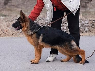 бельгийские овчарки малинуа: Питомник Temir Haus Kennel — помет немецкой овчарки от 08.03.2026 — 6