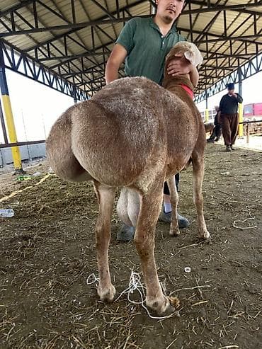 жаны асый: Сатам | Кочкор (эркек) | Гиссар | Көбөйтүү үчүн | Асыл тукумдуу — 5