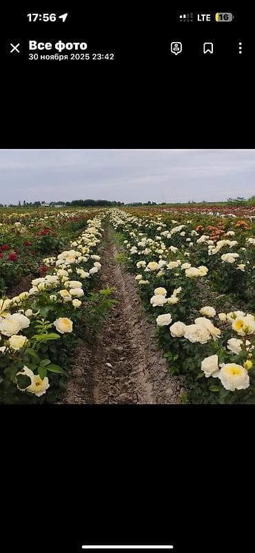 оптовик: Роза кочоттун турлору сатылат, оптом жана бирден да сатылат — 4