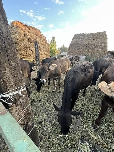 кошки парода: Продаю | Тёлка | Полукровка, Алатауская, Швицкая | На откорм, На забой, Для разведения | Племенные, Не стельные, Отела не было — 2