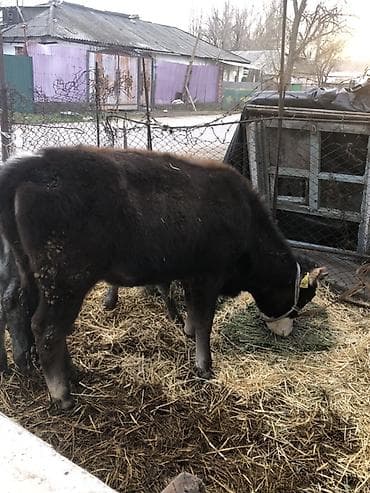 Уйлар, букалар: Сатам | Бука (эркек) | Бордоп семиртүү үчүн | Байланган — 4