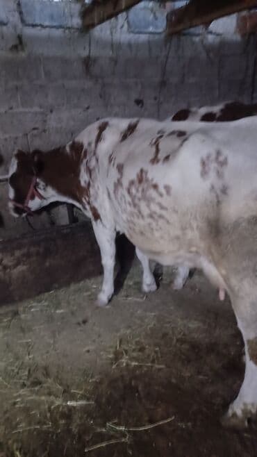 Грызуны: Продаю | Музоо, торпок | Для разведения, Для молока — 5