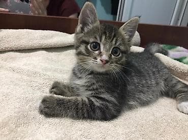 Кошки: Бесплатно Котенок – домашний малыш, полосатый тигровый — 2