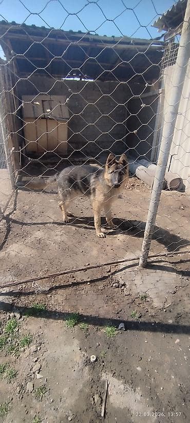 выгул собак: Немецкая овчарка, 7 месяцев, Самец — 7