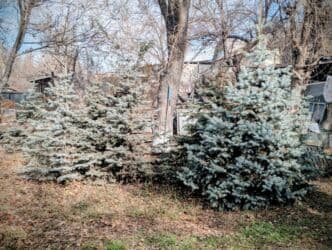 продам топчан бишкек: Голубые ели — +12 лет, пышные, крепкие, с доставкой под ключ! Продаю — 4