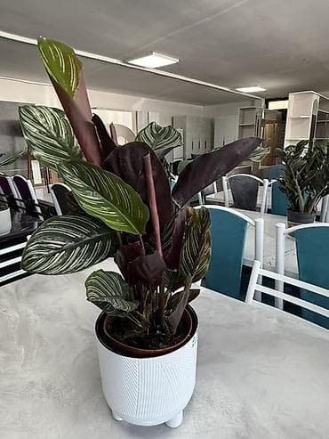 Бөлмө өсүмдүктөрү: Комнатные растения в декоративных горшках - Ассортимент: компактные — 8