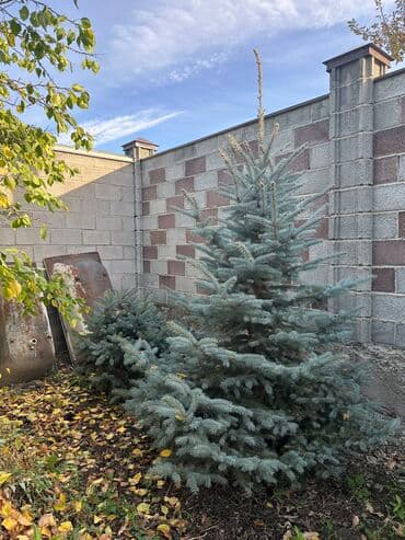 мишура цена бишкек: Голубые ели от 2м до 4м 
Цена договорная — 6