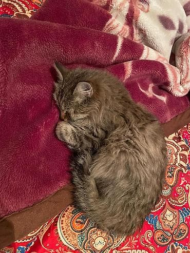 кошка каракол: Домашние кошки с длинной шерстью - Пушистые, длинношёрстные кошки с — 4