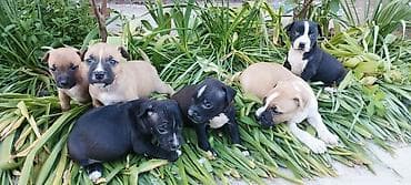 стерилизация собак бишкек цена: Щинки готовятся на бронь от этой пары . Родители горячие, обоих — 5